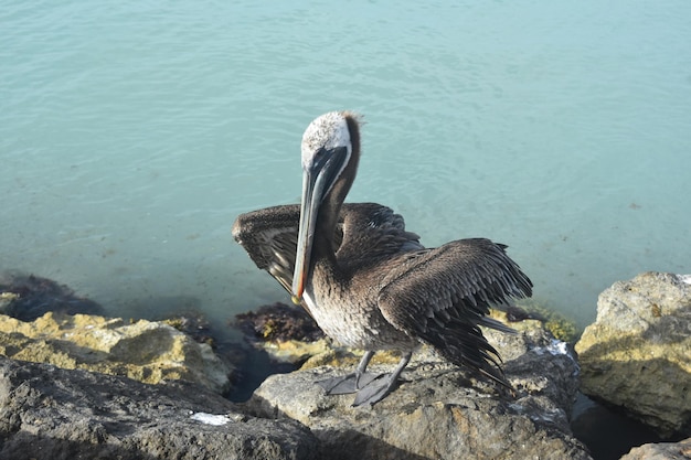 Belle photo d'observation d'oiseaux d'un grand pélican