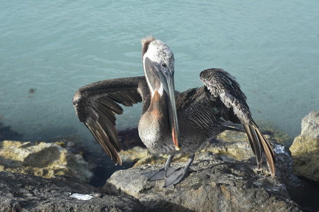 Belle photo d'un oiseau aquatique sur la côte d'aruba