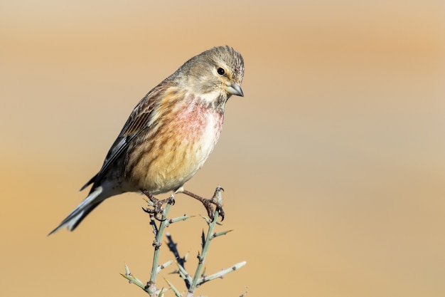 Belle photo d'un oiseau commun mâle linnet sur la branche avec un arrière-plan flou