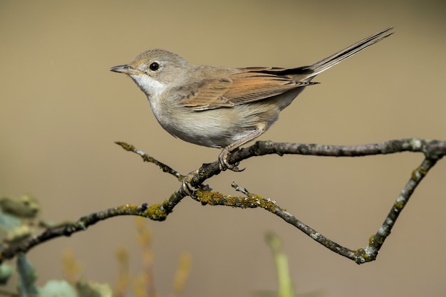 Belle photo de l'oiseau à gorge blanche (Sylvia communis) sur la branche d'un arbre