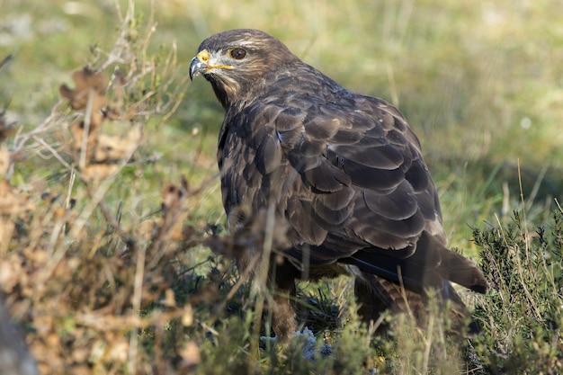 Belle photo d'un oiseau piège à souris commun dans le domaine