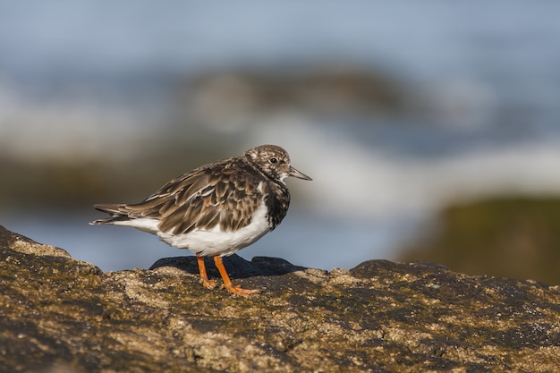 Belle photo d'un oiseau Ruddy Turnstone perché sur un rocher dans la forêt