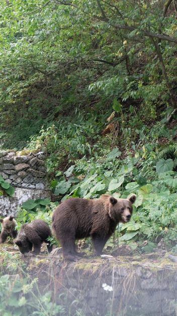 Belle photo d'un ours avec des bébés dans la forêt