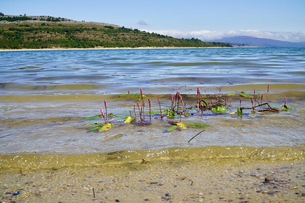 Belle photo d'une plage en été