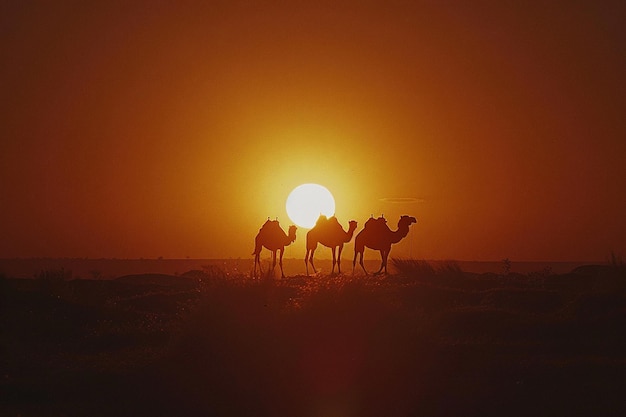 Belle photo de silhouettes de chameaux sur le fond du coucher du soleil dans le désert