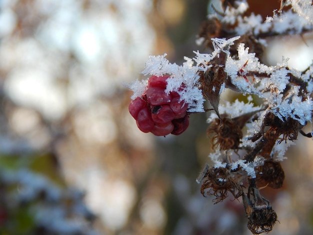 Belle photographie de la nature du nord de l'Allemagne