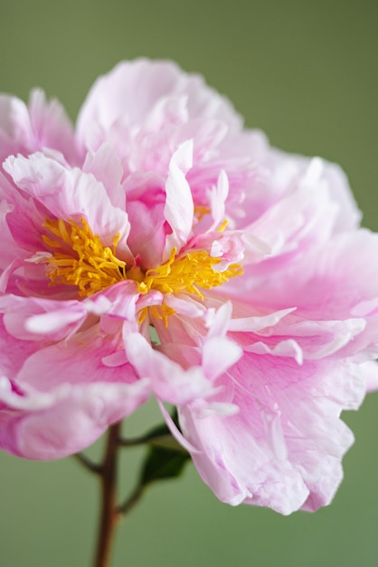 Photo belle pivoine rose fraîche dans un vase en verre sur fond vert vue latérale. nature morte moderne. fond floral naturel macro shot vertical