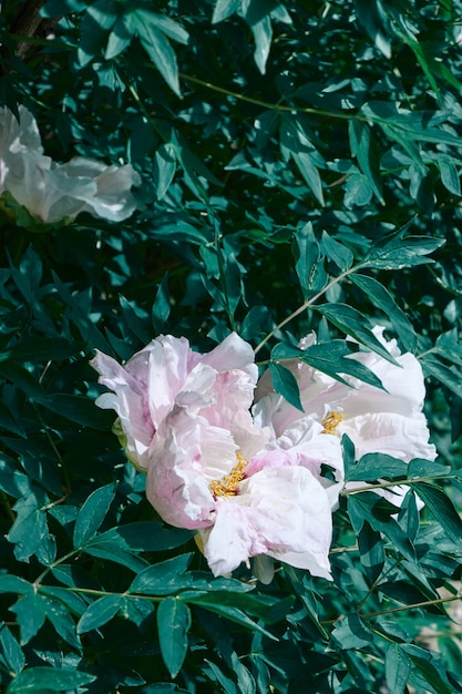 Une belle pivoine rose pâle à la mode pousse sur un parterre de fleurs dans un jardin décoratif.