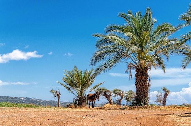 Une belle plage dans la région de Karpaz Chypre