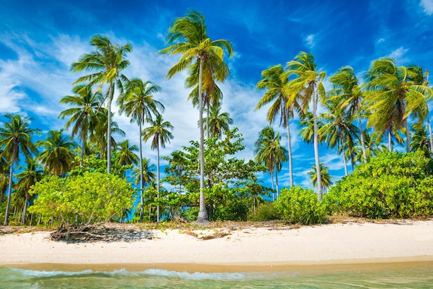 Belle plage sur une île tropicale avec palmiers, sable blanc et mer bleue