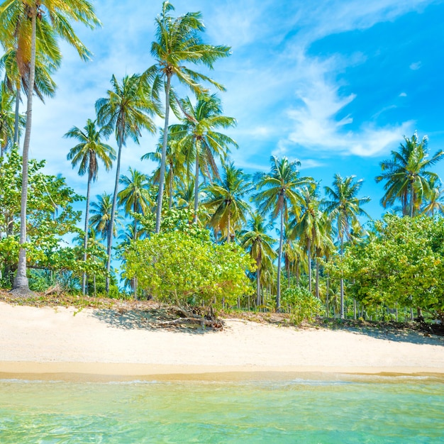 Belle plage sur une île tropicale avec palmiers, sable blanc et mer bleue