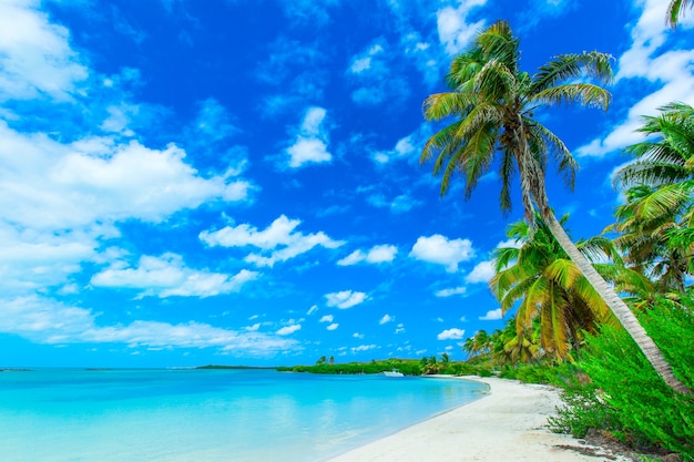 Belle plage et mer tropicale