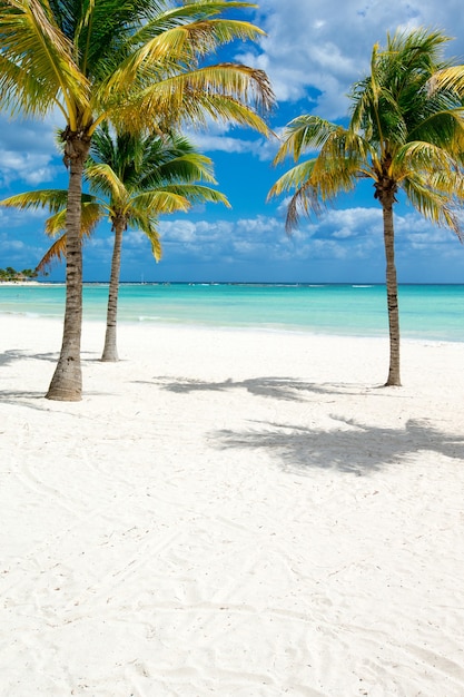 Belle plage et mer tropicale