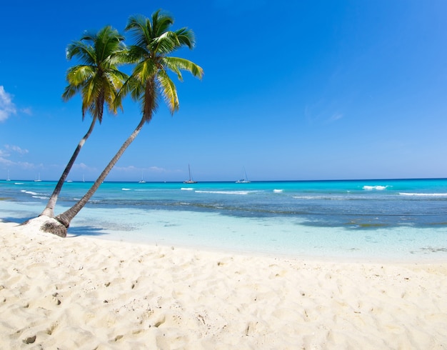 Belle plage et mer tropicale