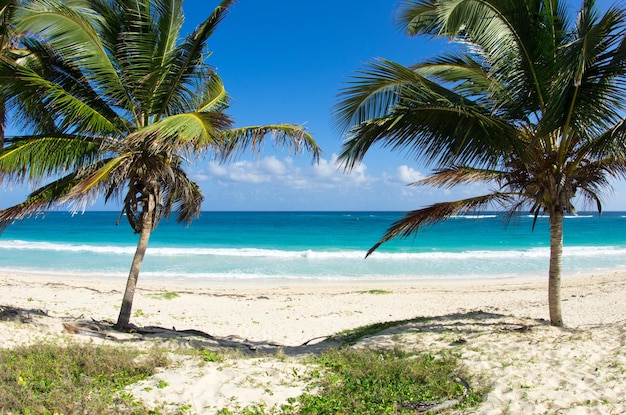 Belle plage et mer tropicaleaxAxA