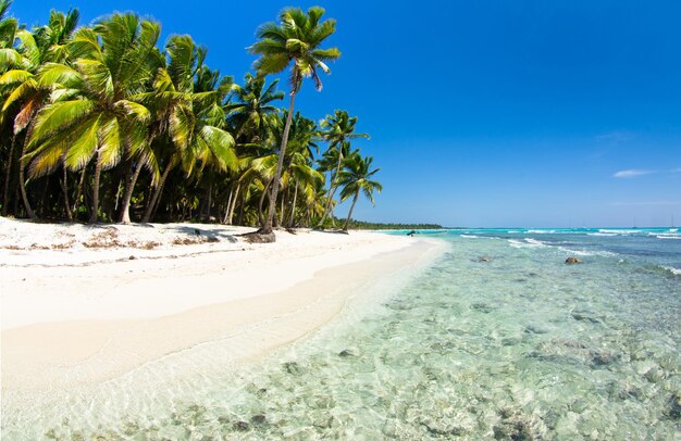 Belle plage de palmiers