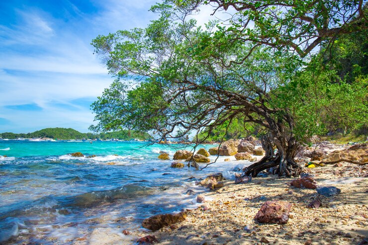 Photo belle plage rocheuse avec arbre au bord de la mer.