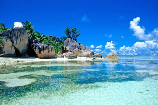 Photo belle plage de sable blanc et tête d'arbre