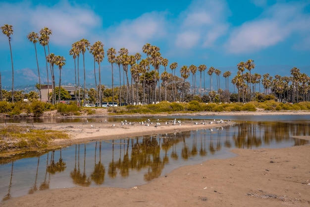 La belle plage de Santa Barbara en été et ses palmiers californiens