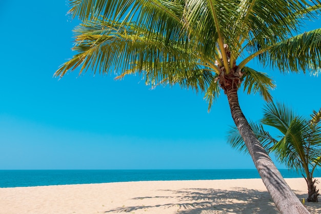 Photo belle plage tropicale avec cocotier sur sable. concept de fond de l'été.