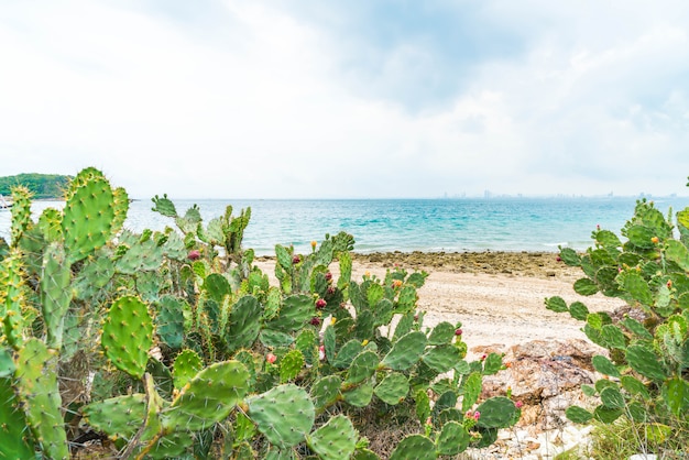 belle plage tropicale à Koh Larn à Pattaya