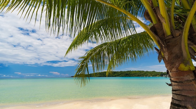 Photo belle plage tropicale et mer avec cocotier sous un ciel bleu