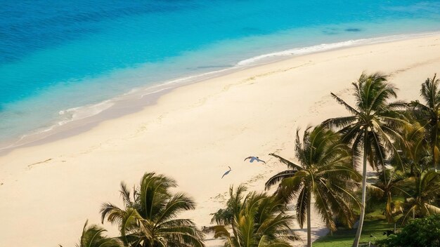 Une belle plage tropicale et la mer