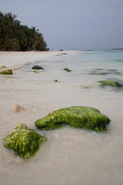 Belle plage tropicale avec de la mousse verte sur les rochers