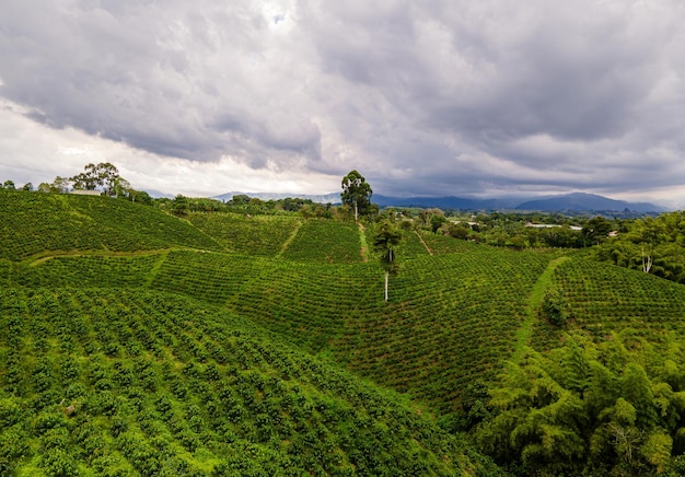 Photo belle plantation de café dans les montagnes d'amérique du sud