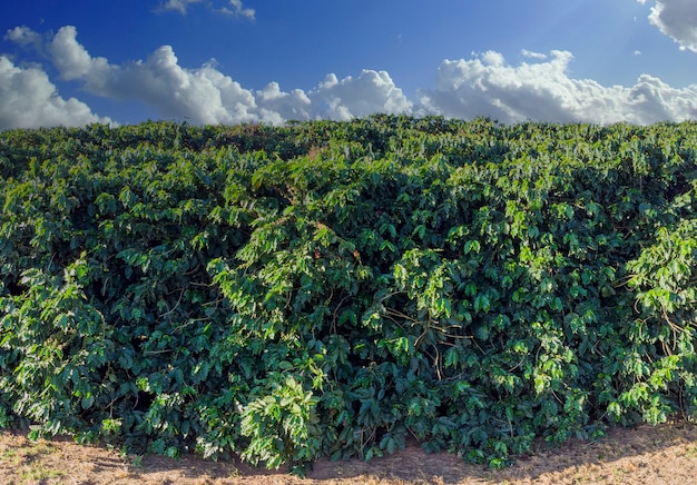 Belle plantation de café, grain sur les branches.