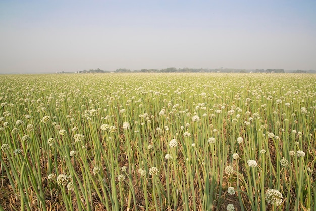 Belle plantation de fleurs d'oignons avec vue sur le paysage naturel du ciel bleu brumeux