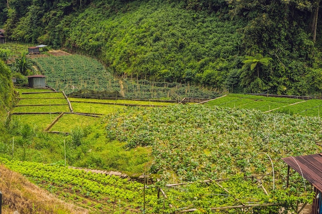 Une belle plantation de légumes parmi les collines