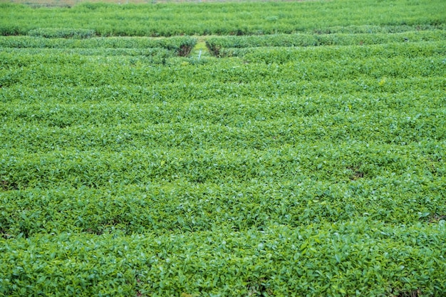 Photo belle plantation de thé vert laisse fond de paysage paysage vert nature floraison colorée pour l'été