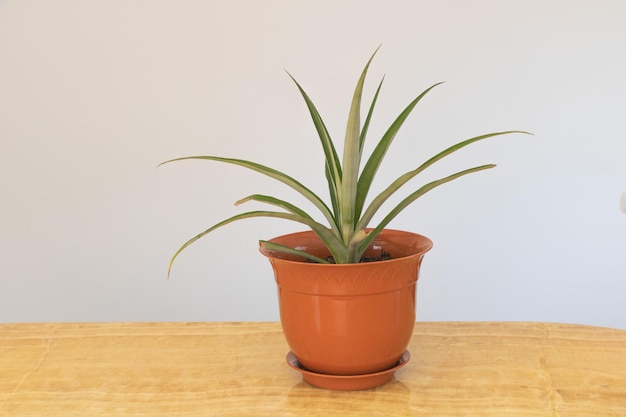 Une belle plante d'ananas en pot qui pousse à l'intérieur