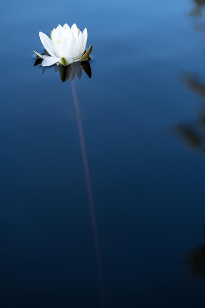 Belle plante aquatique nénuphar blanc Nymphaea alba dans un lac calme et propre dans les bois