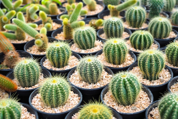 Belle plante de cactus vert en pot de fleurs