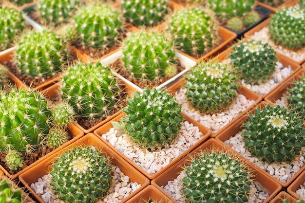 Belle plante de cactus vert en pot de fleurs