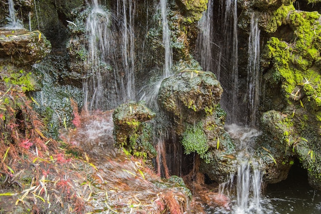 Photo belle plante et cascade dans le jardin.