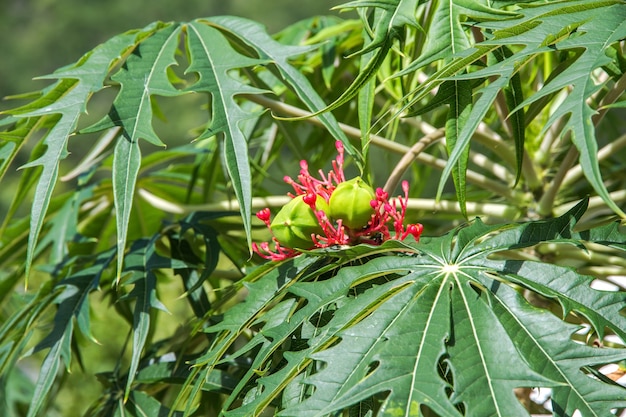 Belle plante de corail Jatropha multifida