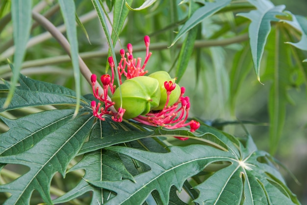 Belle plante de corail Jatropha multifida