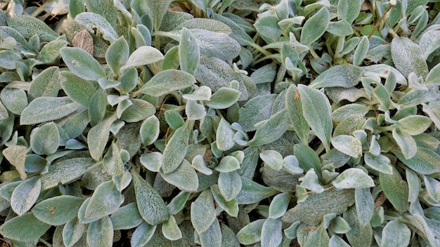 Belle plante de couverture végétale Stachys byzantina également connue sous le nom d'oreille d'agneau Woolly hedgenettle etc.