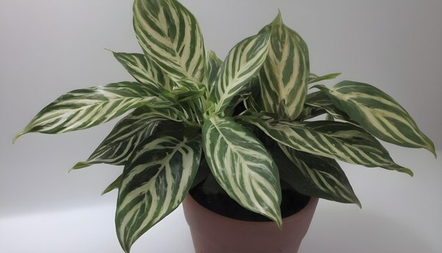 Une belle plante de Ctenanthe en pot