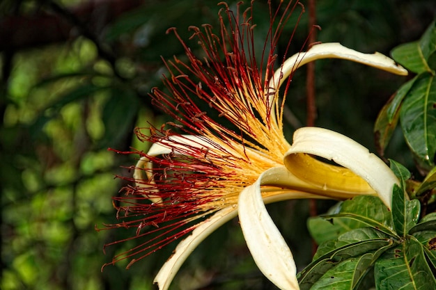 Une belle plante dans la jungle de Tortuguero Costa Rica