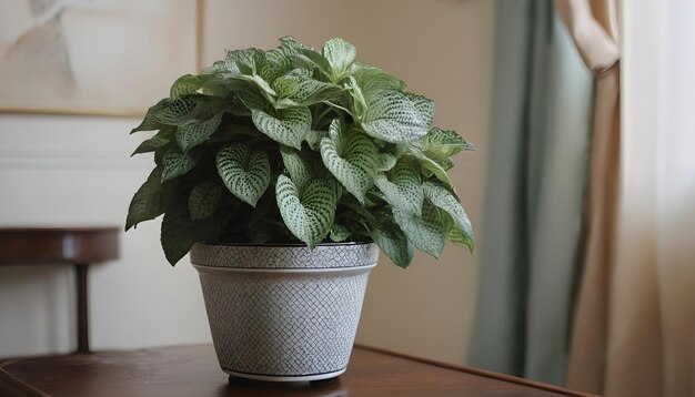 Une belle plante de Fittonia en pot dans une pièce de style classique