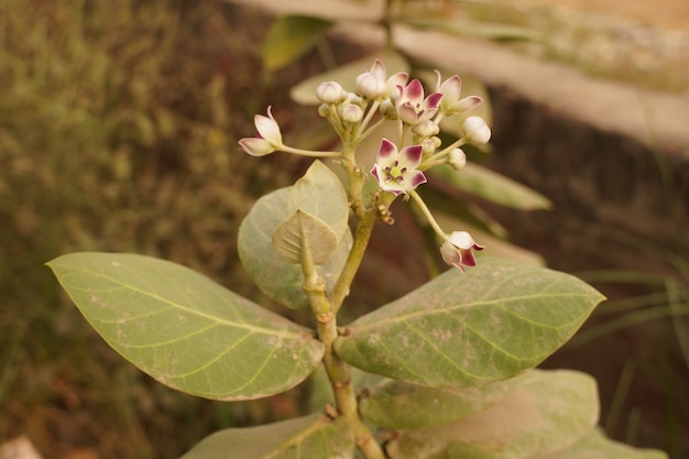 Une belle plante à fleur