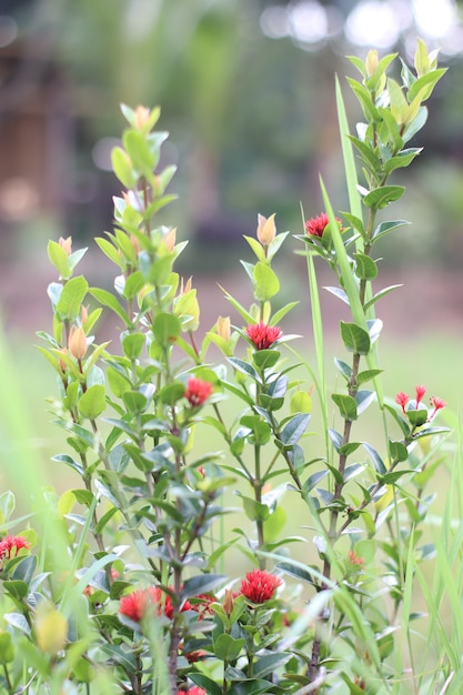 Belle plante fleurie avec des fleurs rouges, isolée sur fond vert