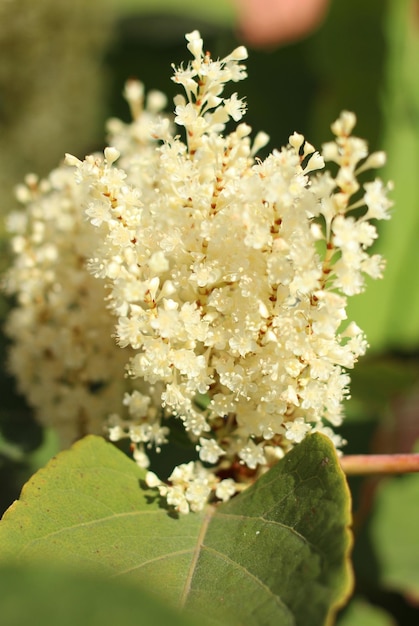 Belle plante à fleurs blanches avec vue de dessus de feuilles vertes