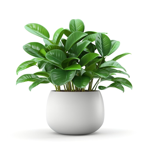 Une belle plante d'intérieur décorative isolée sur un fond blanc