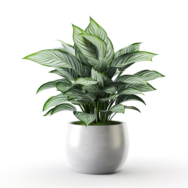Une belle plante d'intérieur décorative isolée sur un fond blanc