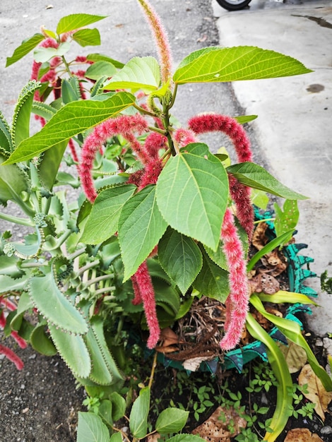 Photo belle plante d'intérieur à fleurs de queue de chat rouge chaud